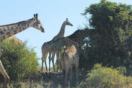 Image of Southern giraffe