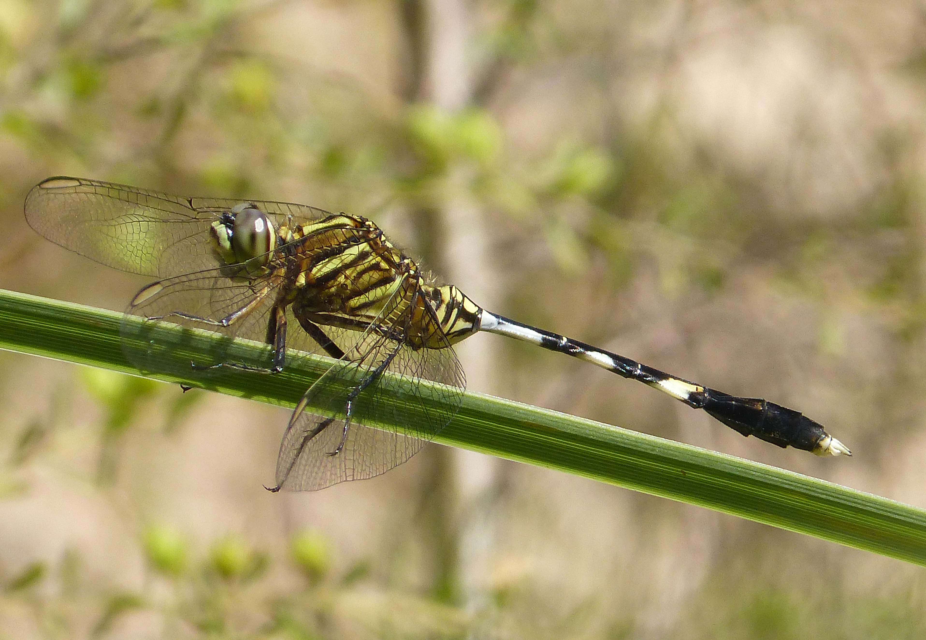 Image of Slender Skimmer