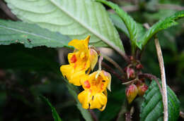 Image of Impatiens clavigera Hook. fil.