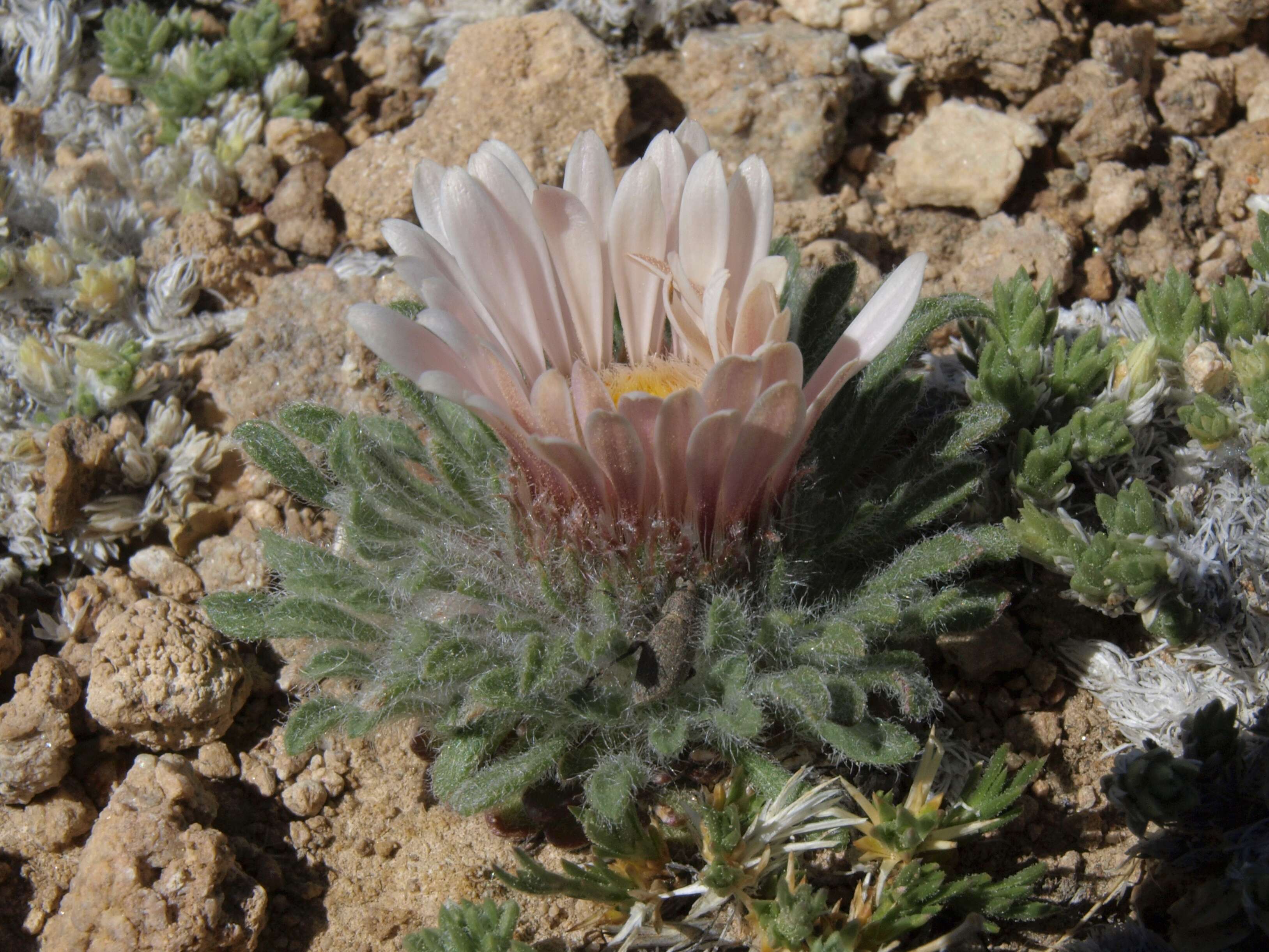 Image of Townsend daisy