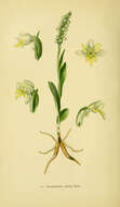 Image of Bog orchid