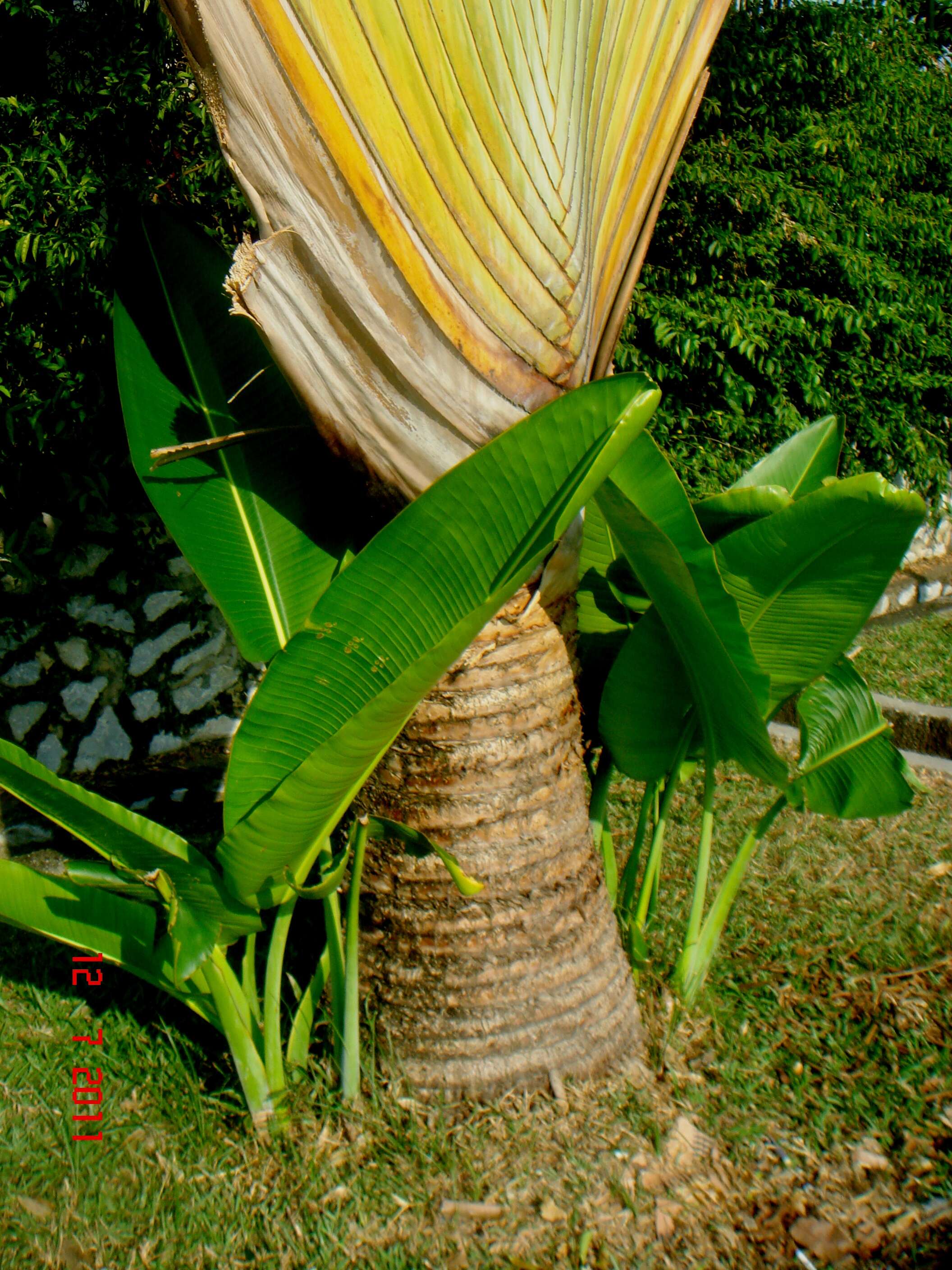 Image of Traveller's Tree