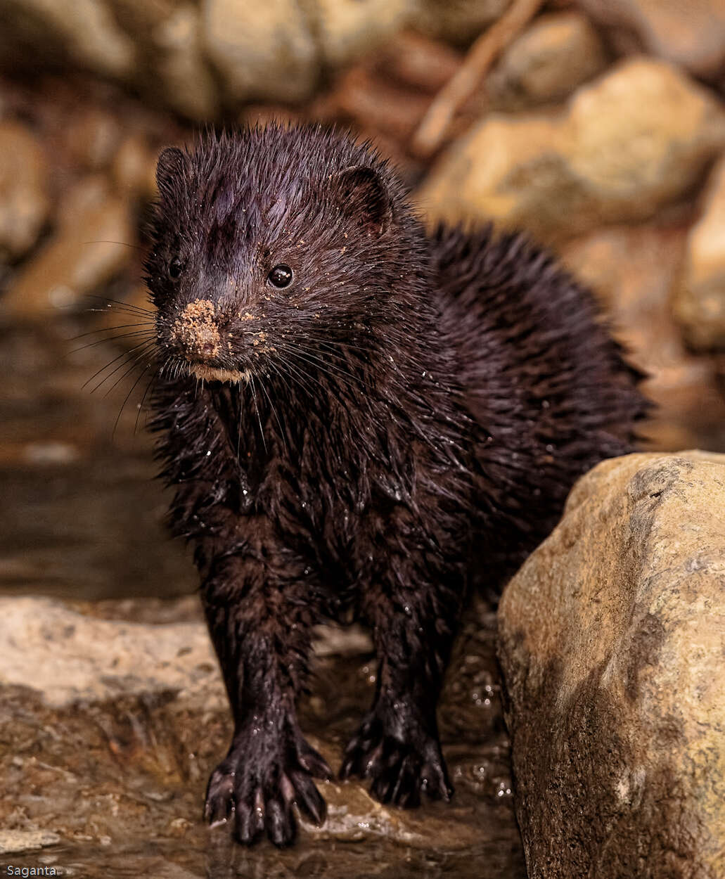 Image of weasels