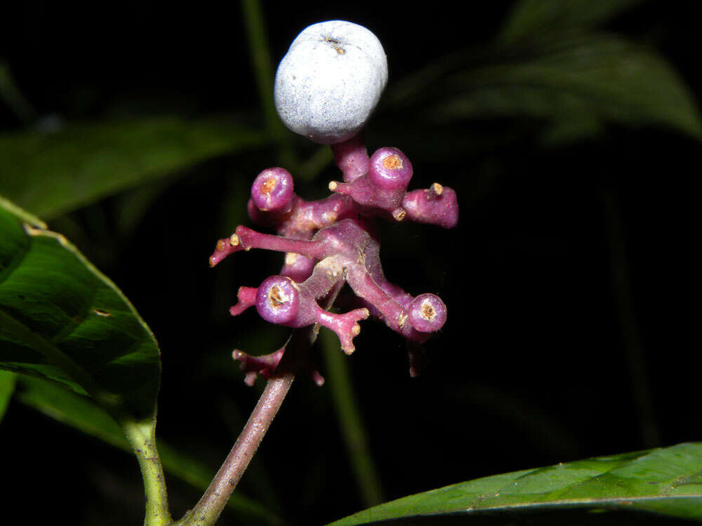 صورة Palicourea acuminata (Benth.) Borhidi