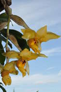 Image of Stanhopea orchid