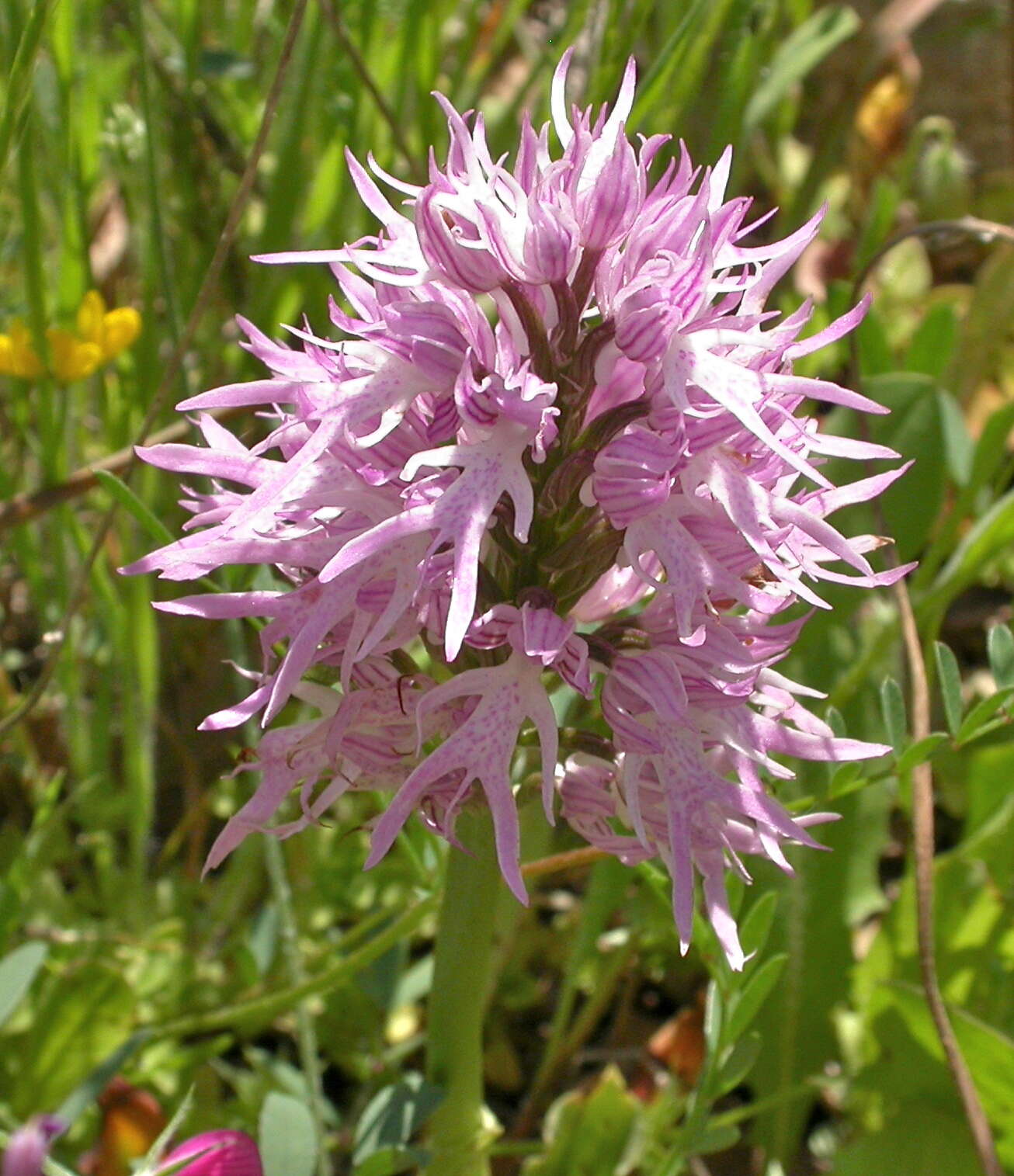 Image of Orchis