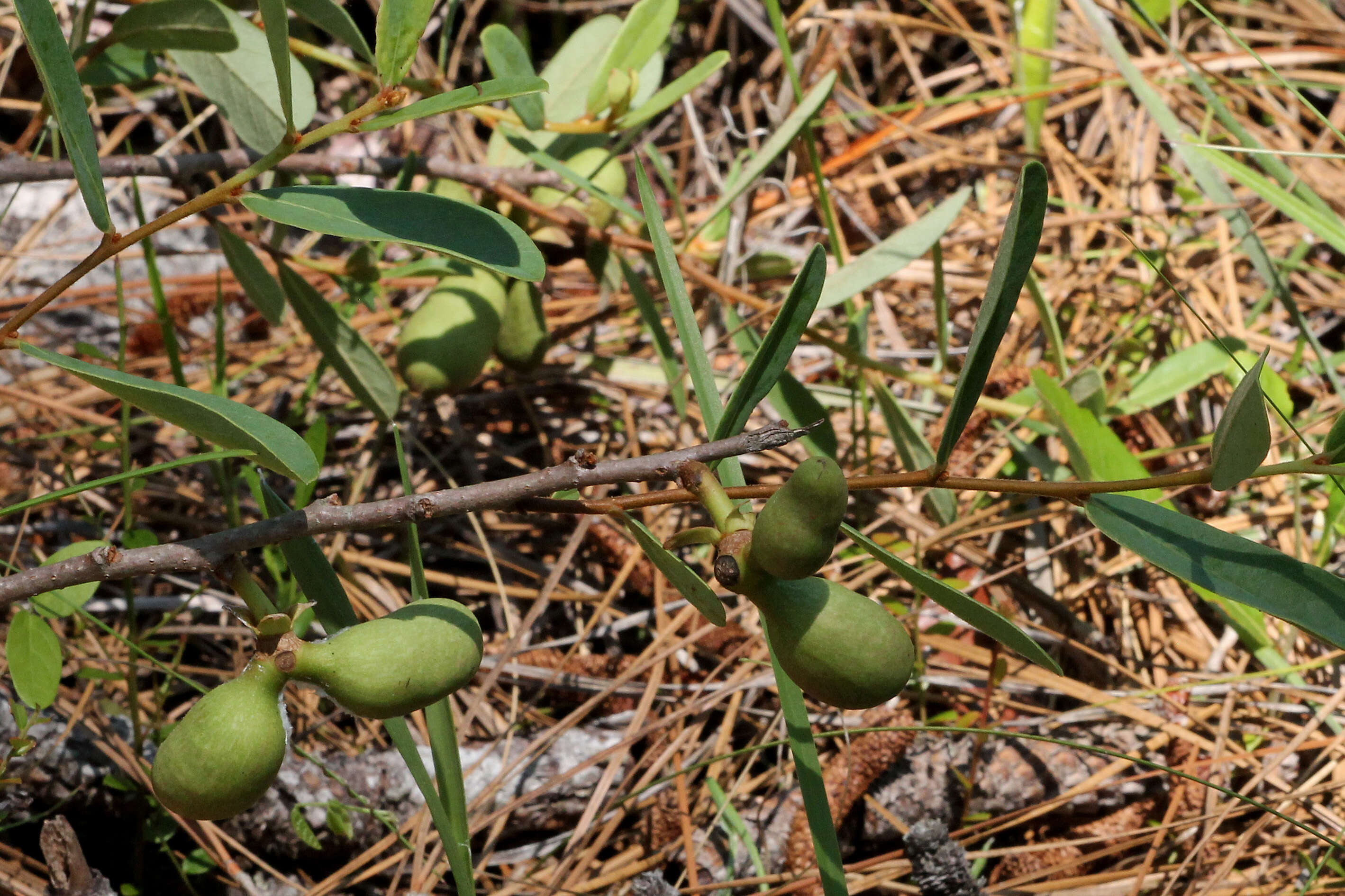 Image of netted pawpaw