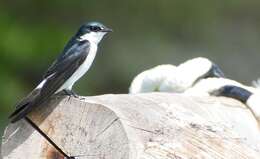 Image of Tachycineta Cabanis 1851