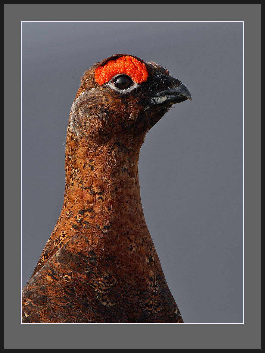 Image of Willow Grouse and Red Grouse