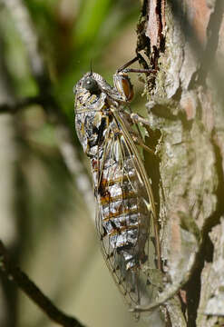 Image of Cicada orni Linnaeus 1758