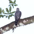 Image of Double-toothed Kite