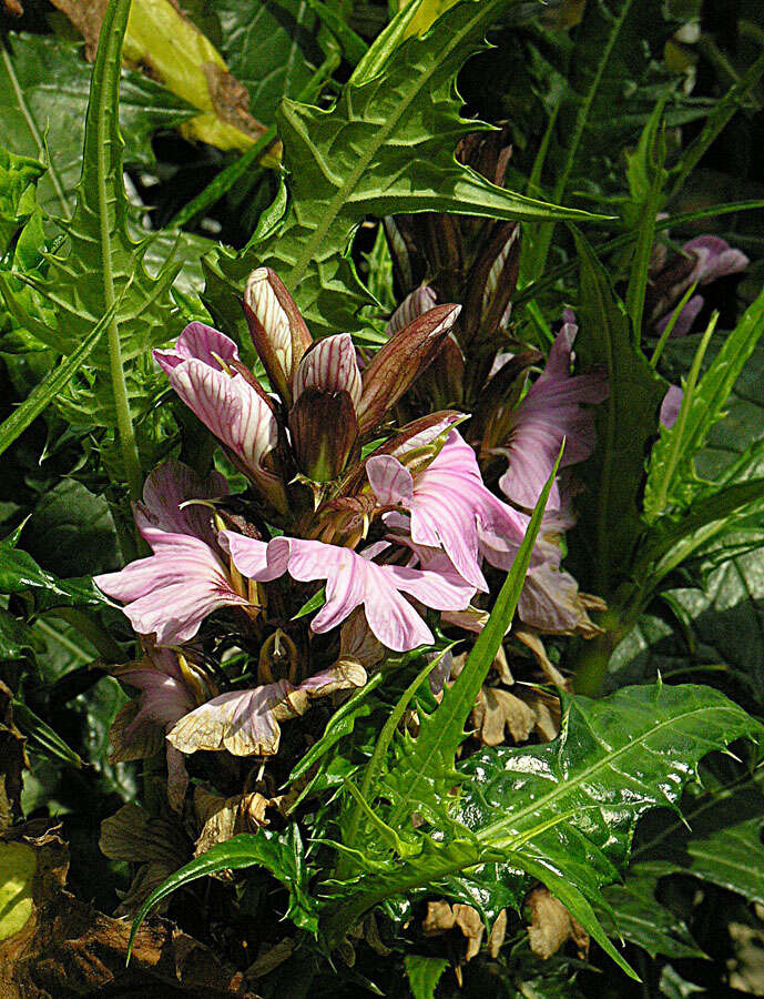 Image of acanthus