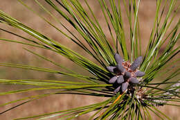 Image of Pine