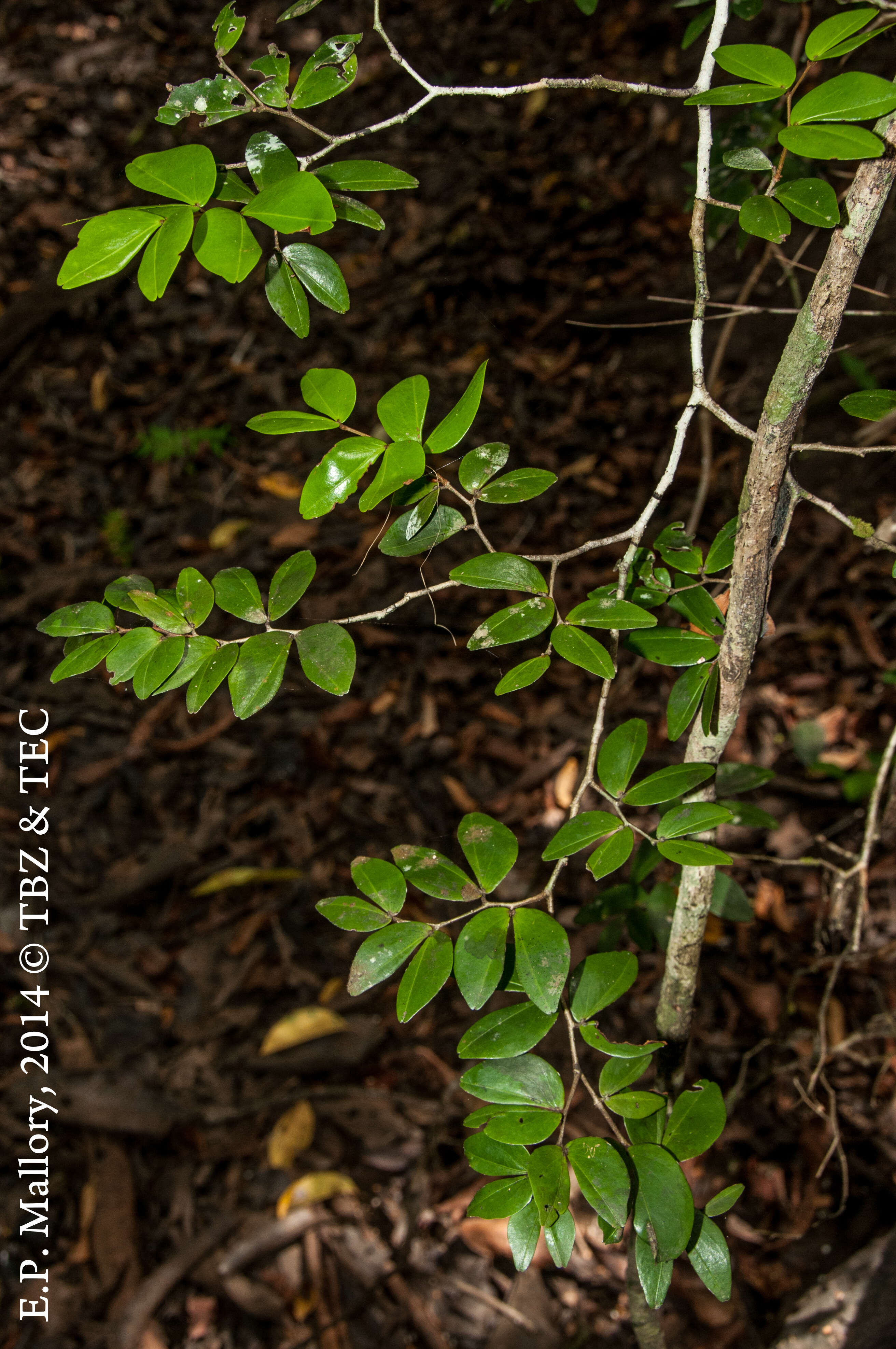 Image of Cynometra bauhiniifolia Benth.