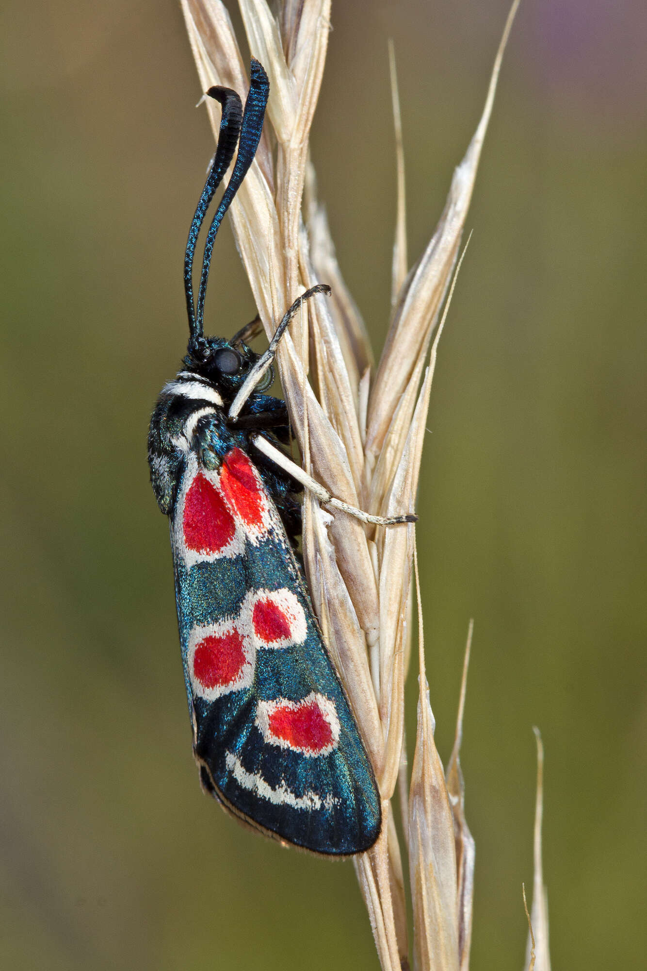 Plancia ëd Zygaena occitanica Villers 1789