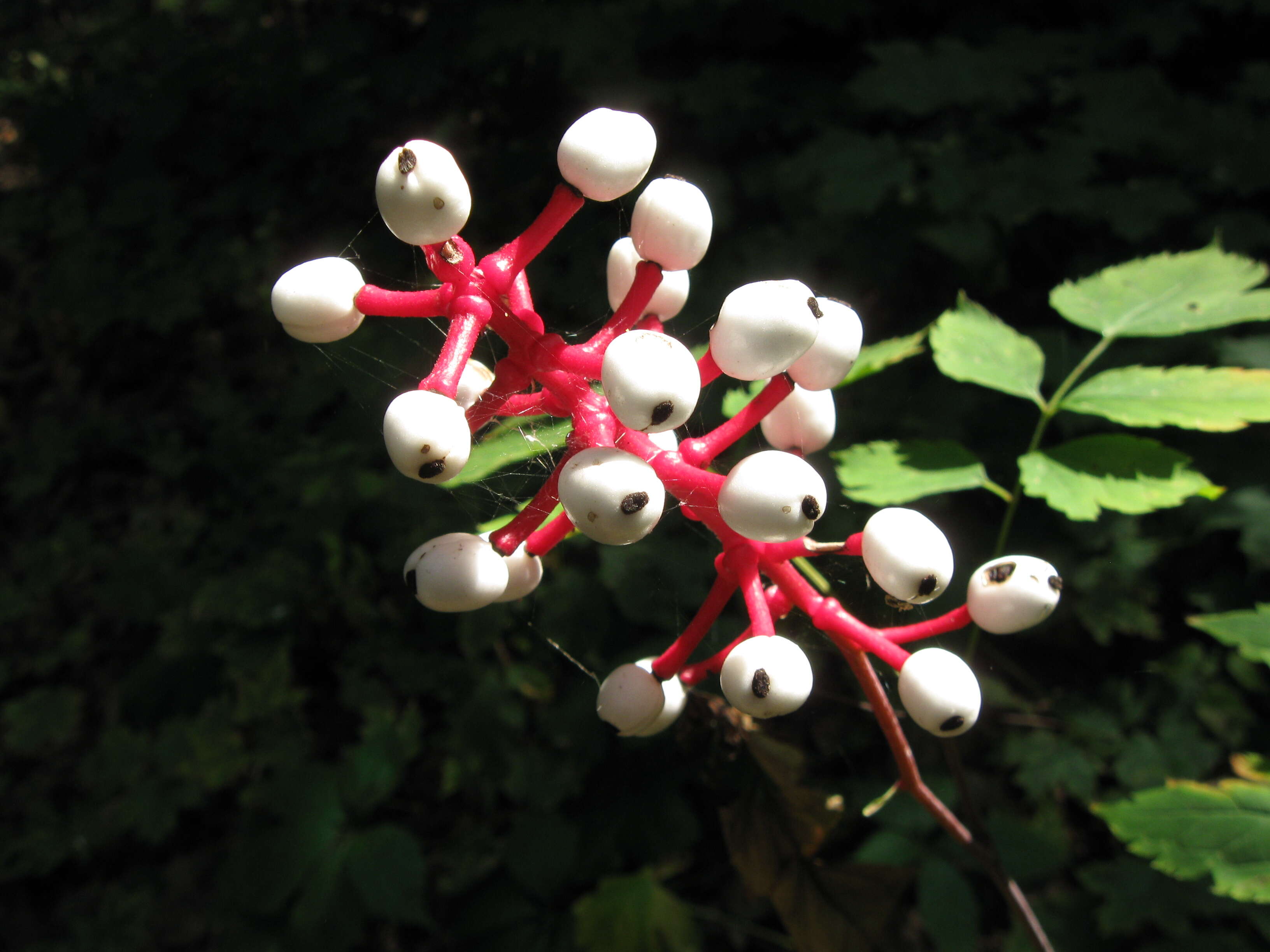 Image of Baneberry