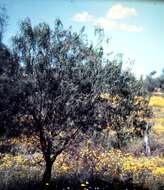 Image de Eremophila longifolia (R. Br.) F. Muell.