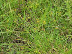 Image of Carex oederi Retz.