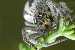 Image of velvet spiders