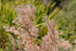 Image of bushy bluestem