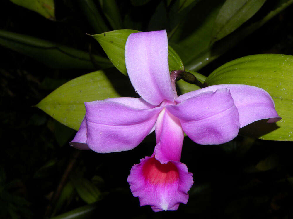 Image of Sobralia labiata Warsz. & Rchb. fil.