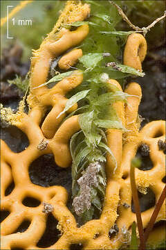 Image of Pretzel slime mold