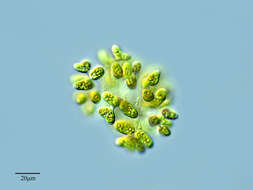Image of Dimorphococcus cordatus Wolle 1887