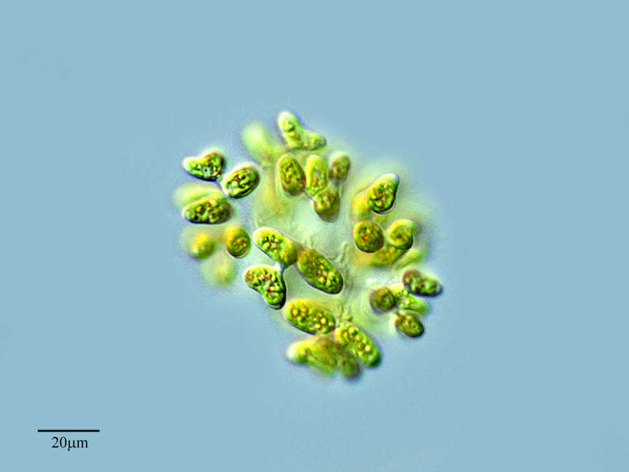 Plancia ëd Dimorphococcus cordatus Wolle 1887