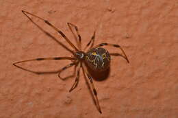 Image of Latrodectus