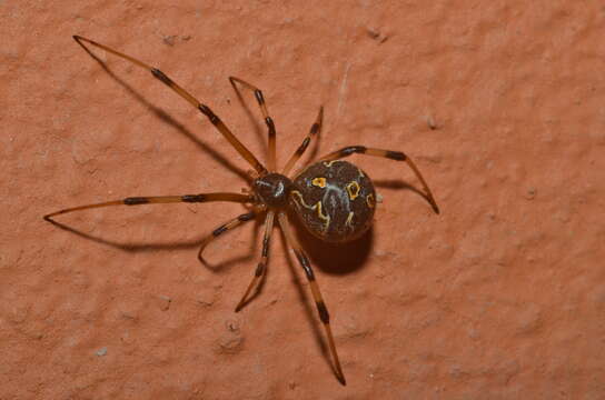 Image of brown button spider