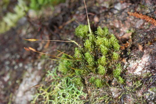 Image of Bryophyta