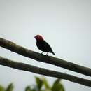 Image of Red-headed Manakin
