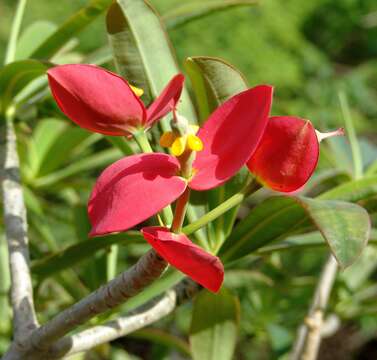 Image of jamaican poinsettia