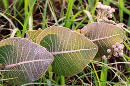 Image of pinewoods milkweed