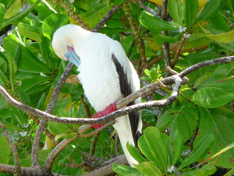 Image of Red-footed Booby