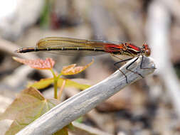 Image of American Rubyspot