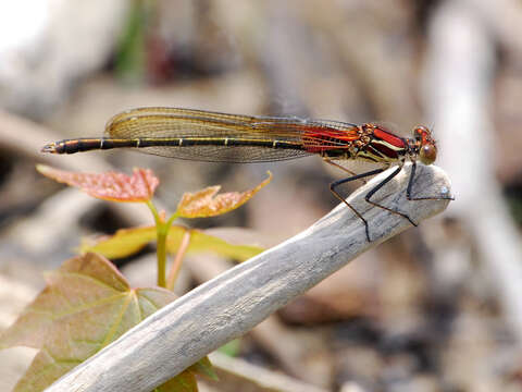 صورة Hetaerina americana (Fabricius 1798)