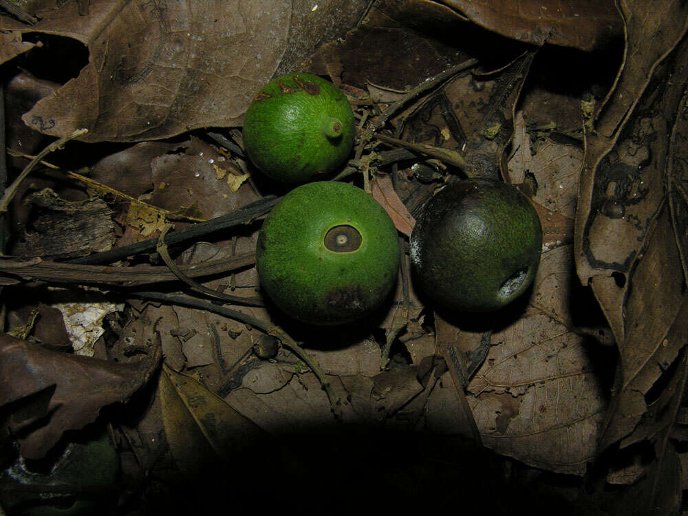 Image of propeller tree family