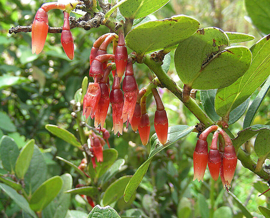 Imagem de Macleania rupestris (Kunth) A. C. Sm.