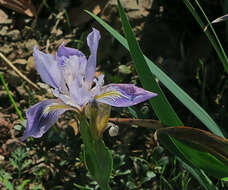 Image of Munz's iris