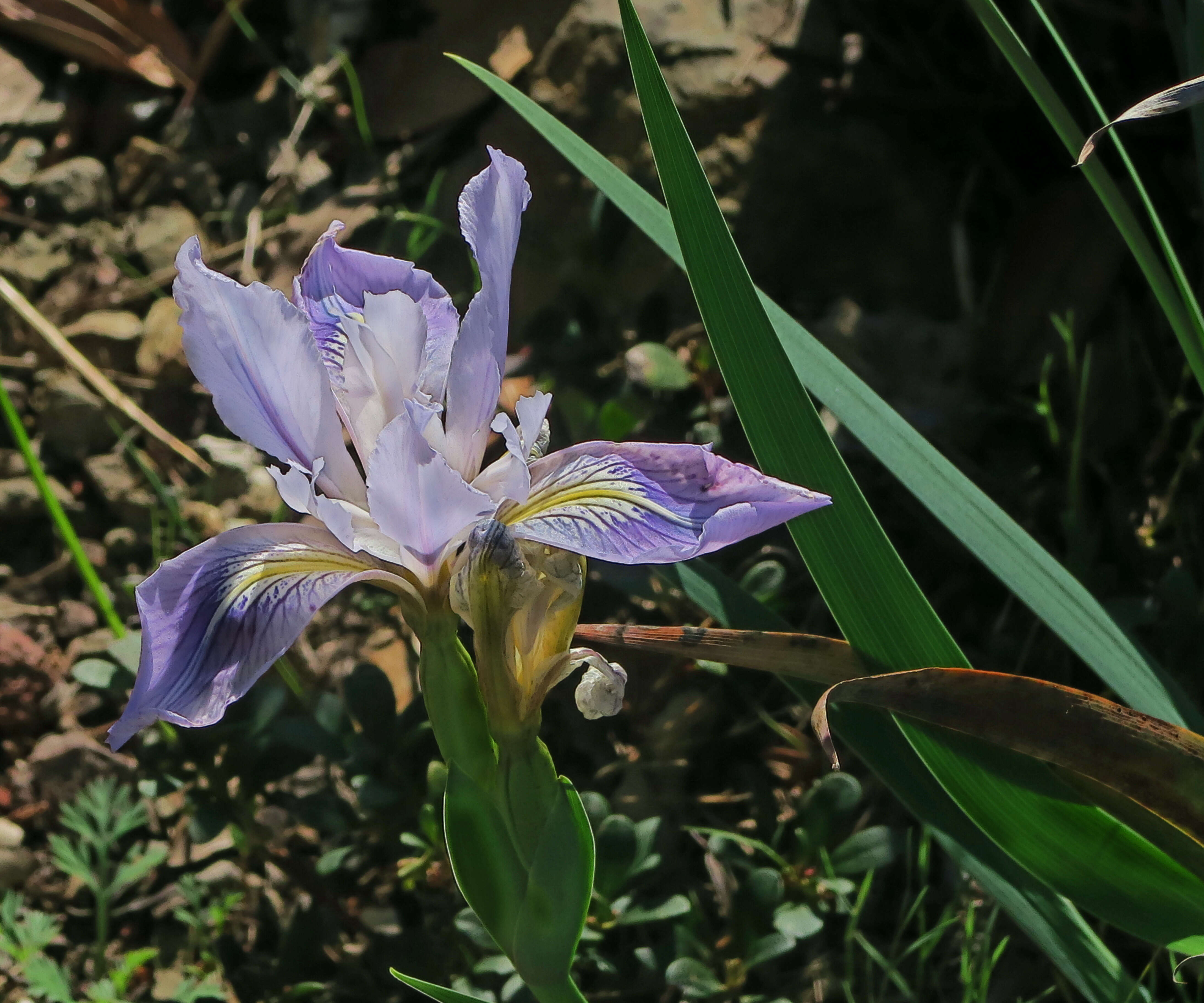 Image of Munz's iris