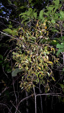 Image of Mistletoe