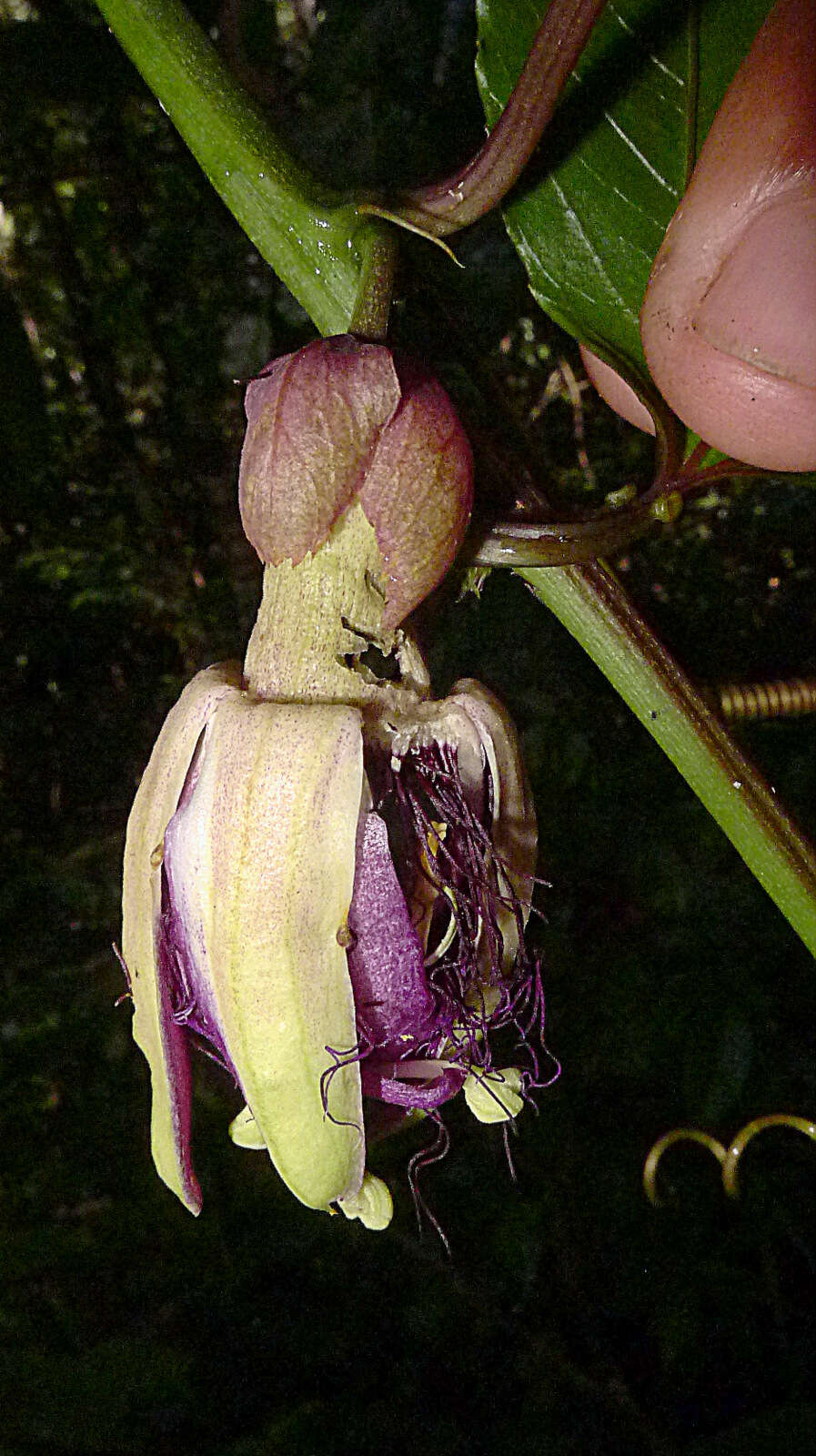 Image de Passiflora cacao Bernacci & M. M. Souza