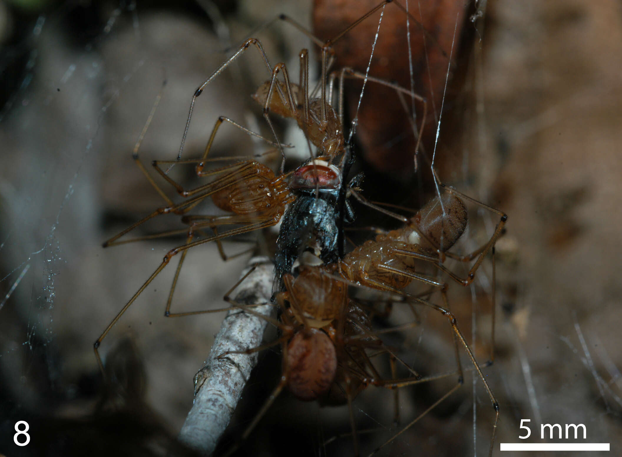 Image of spitting spiders