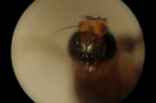Image of Megaselia