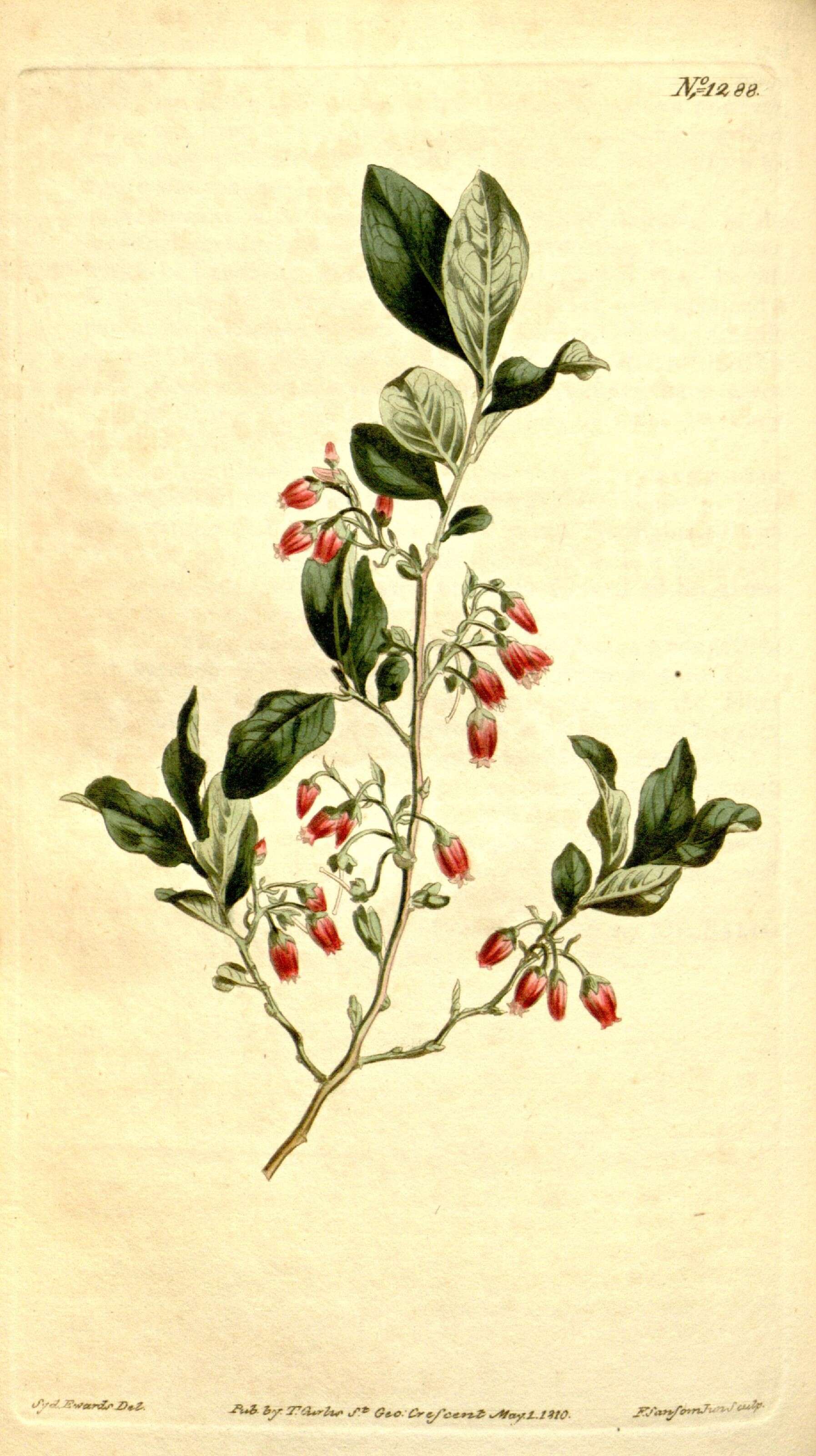 Image of huckleberry