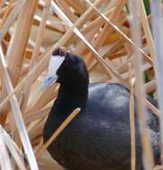 Image of Crested Coot