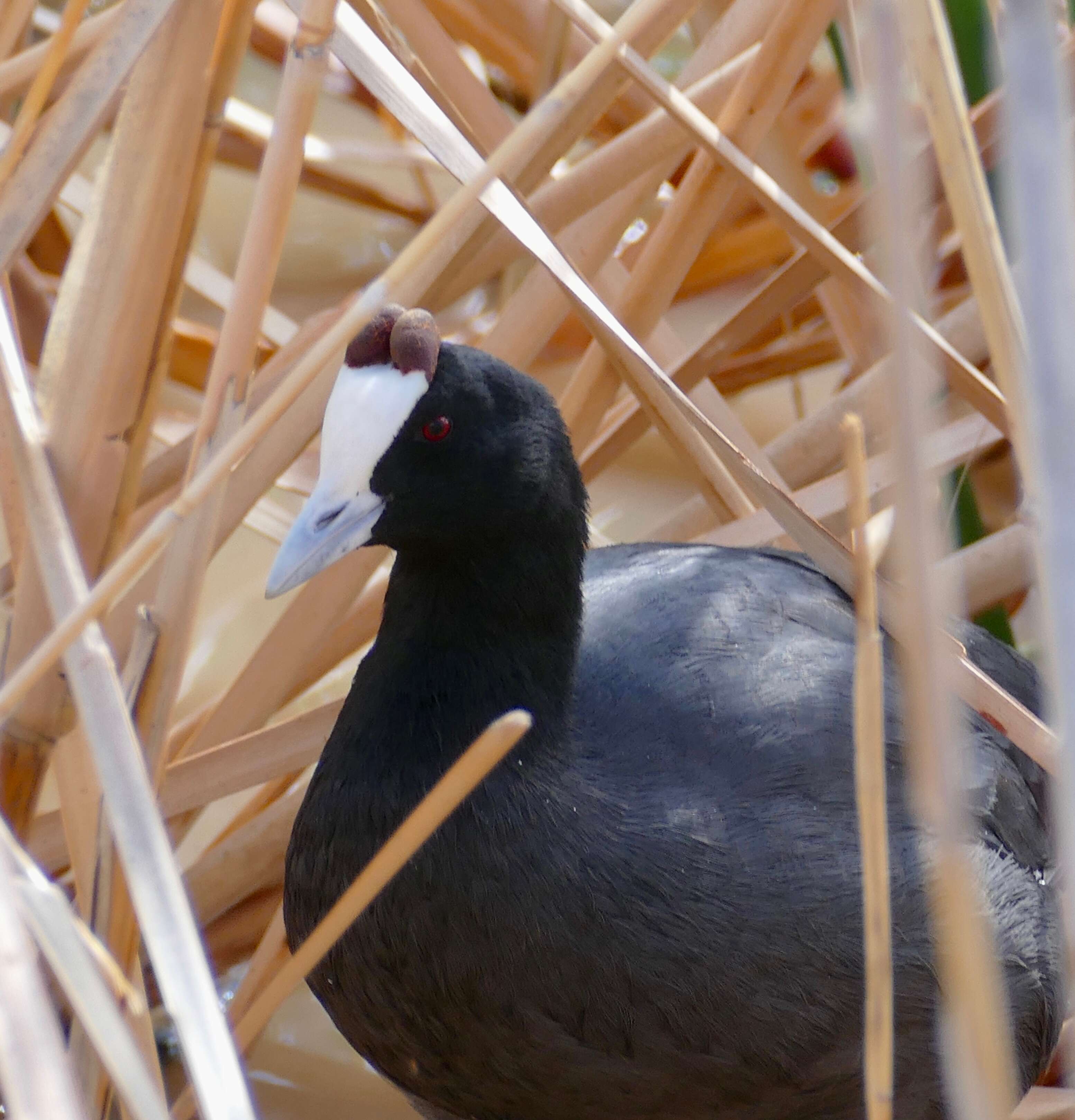 Image of Crested Coot