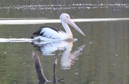 Image of pelicans