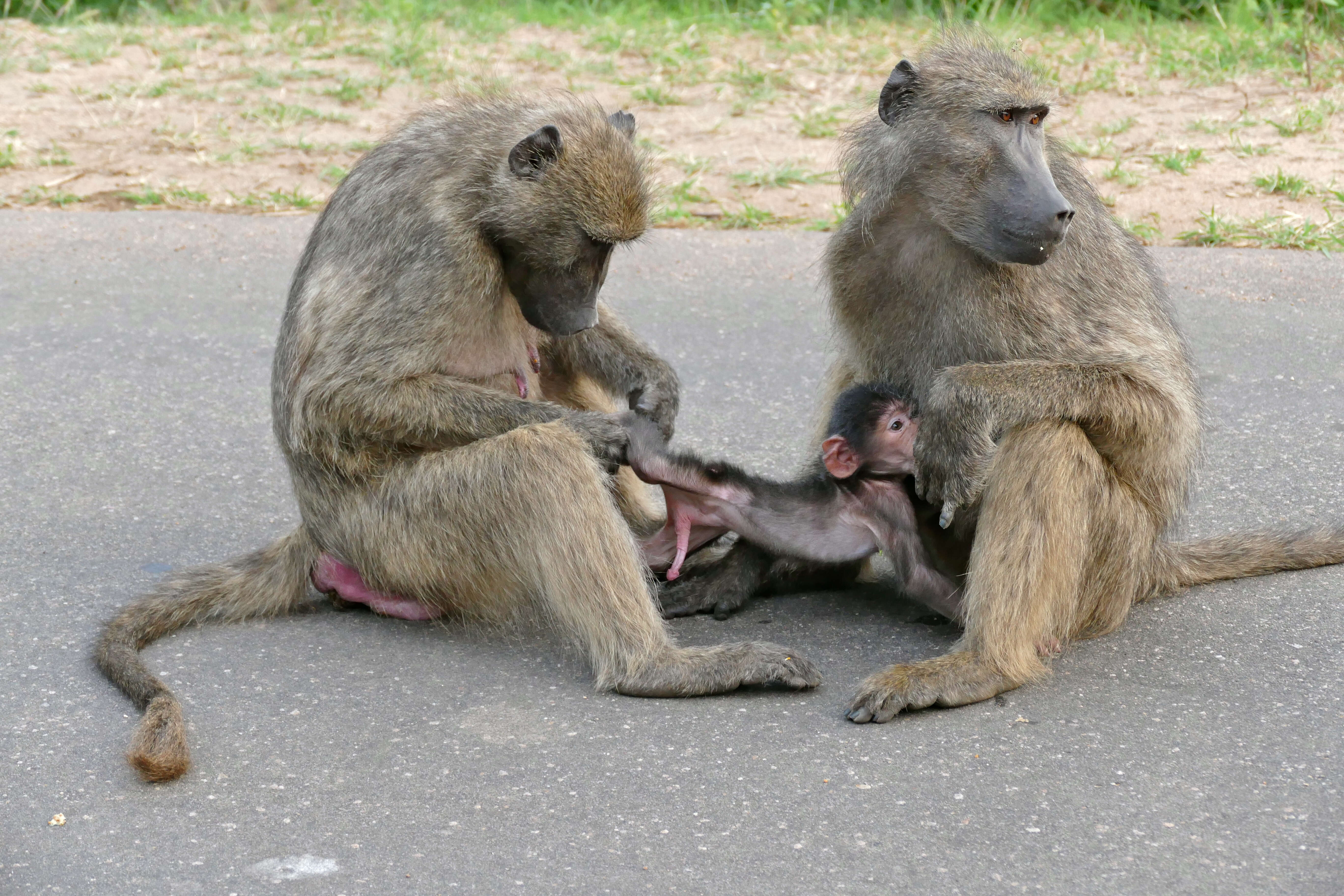 Image of Baboon